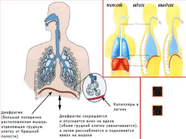 покой вдох выдох