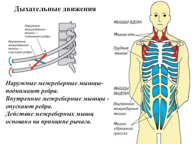 Наружные межреберные мышцы- поднимают ребра. Внутренние межреберные мышцы - опускают ребра.