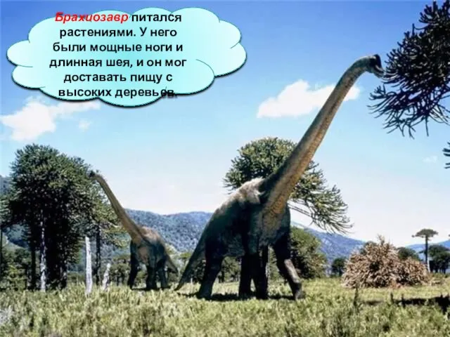 Брахиозавр питался растениями. У него были мощные ноги и длинная шея,