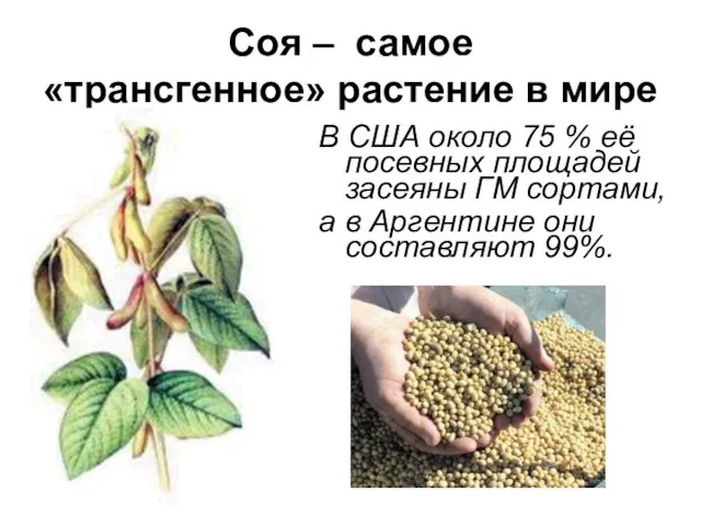 Соя – самое «трансгенное» растение в мире В США около 75