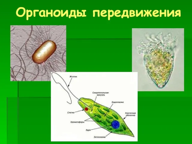 Органоиды передвижения