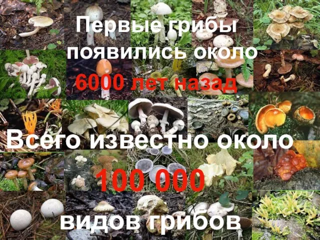 Всего известно около 100 000 видов грибов Первые грибы появились около 6000 лет назад