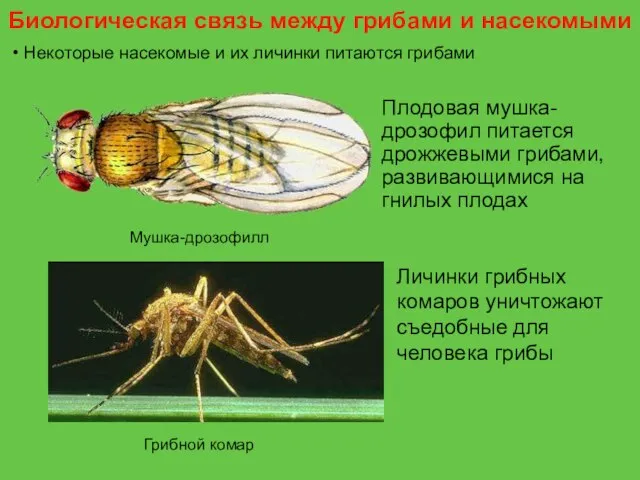 Некоторые насекомые и их личинки питаются грибами Плодовая мушка-дрозофил питается дрожжевыми