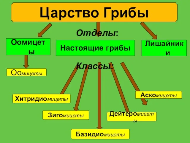 Оомицеты Хитридиомицеты Зигомицеты Базидиомицеты Дейтеромицеты Аскомицеты Царство Грибы Оомицеты Настоящие грибы Лишайники Классы: Отделы: