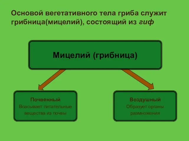 Основой вегетативного тела гриба служит грибница(мицелий), состоящий из гиф Мицелий (грибница)