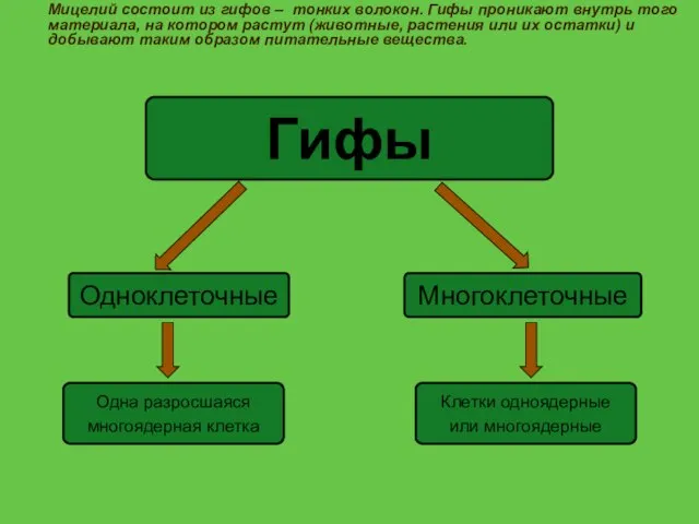 Мицелий состоит из гифов – тонких волокон. Гифы проникают внутрь того