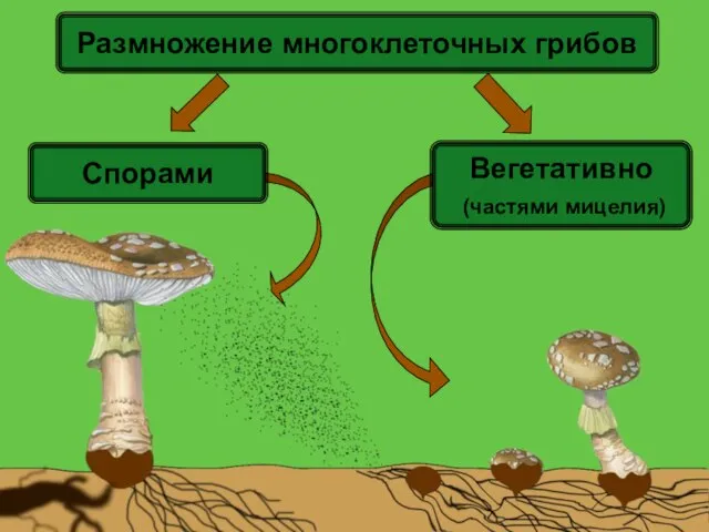 Вегетативно (частями мицелия) Спорами Размножение многоклеточных грибов