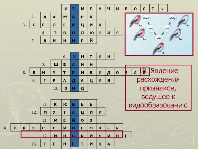 18. Явление расхождения признаков, ведущее к видообразованию