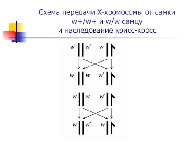 Схема передачи X-хромосомы от самки w+/w+ и w/w самцу и наследование крисс-кросс