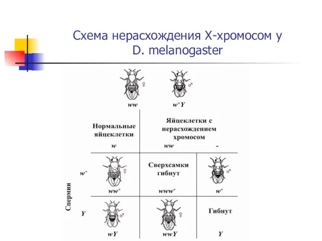 Схема нерасхождения Х-хромосом у D. melanogaster