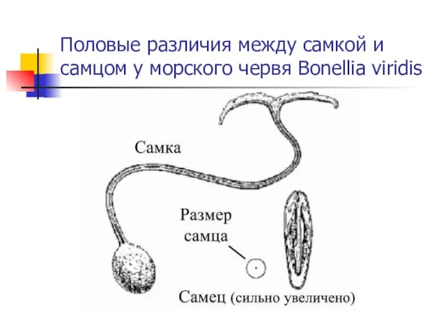 Половые различия между самкой и самцом у морского червя Bonellia viridis