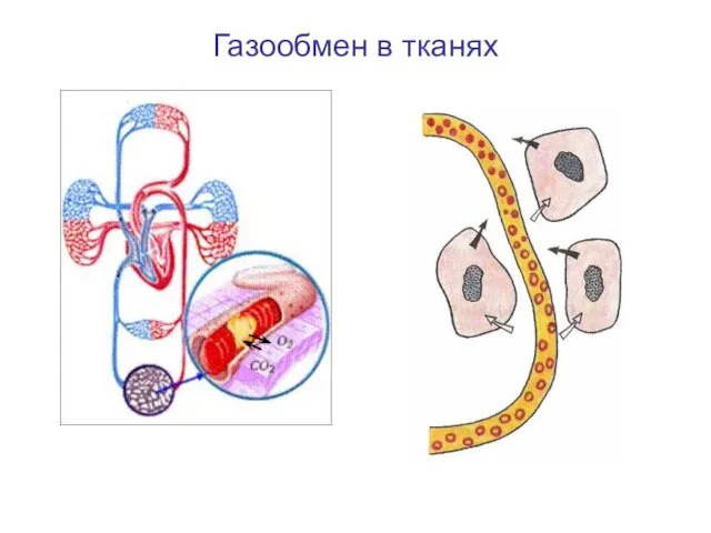 Газообмен в тканях