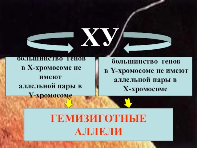 большинство генов в Х-хромосоме не имеют аллельной пары в Y-хромосоме большинство