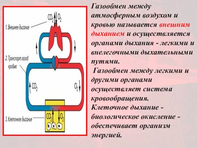 Газообмен между атмосферным воздухом и кровью называется внешним дыханием и осуществляется