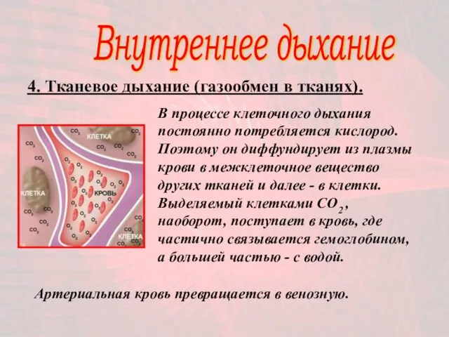 Внутреннее дыхание 4. Тканевое дыхание (газообмен в тканях). В процессе клеточного