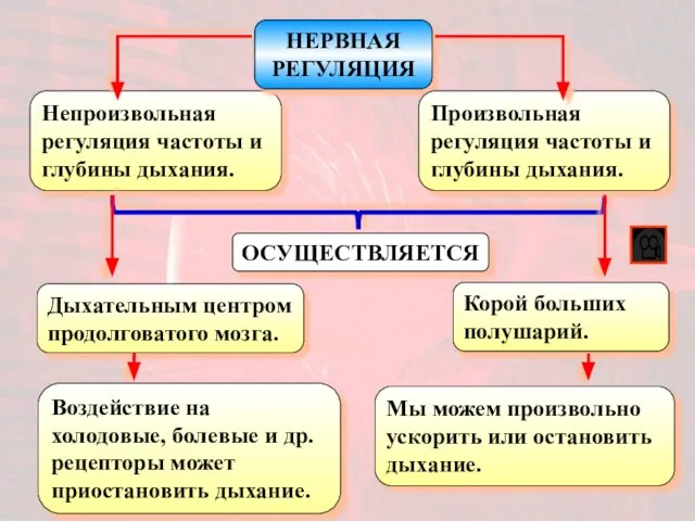 Непроизвольная регуляция частоты и глубины дыхания. ОСУЩЕСТВЛЯЕТСЯ НЕРВНАЯ РЕГУЛЯЦИЯ Произвольная регуляция