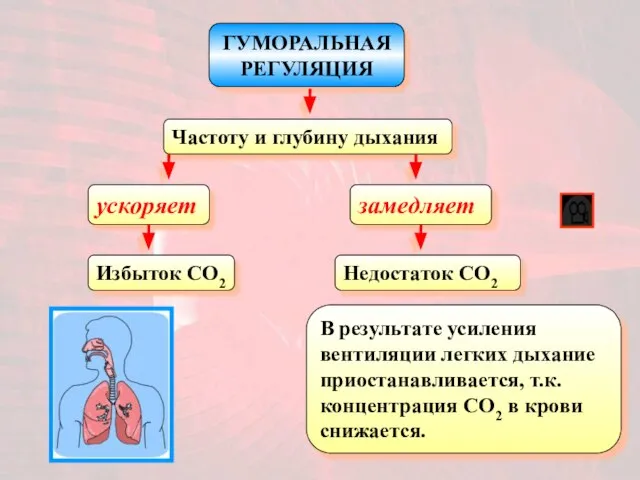 ГУМОРАЛЬНАЯ РЕГУЛЯЦИЯ Частоту и глубину дыхания ускоряет Избыток CO2 замедляет Недостаток