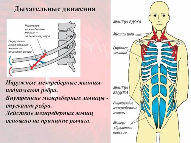 Наружные межреберные мышцы- поднимают ребра. Внутренние межреберные мышцы - опускают ребра.