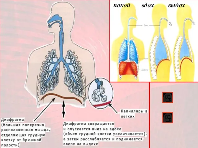 покой вдох выдох