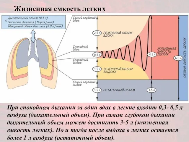 При спокойном дыхании за один вдох в легкие входит 0,3- 0,5