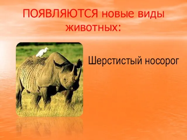 ПОЯВЛЯЮТСЯ новые виды животных: Шерстистый носорог