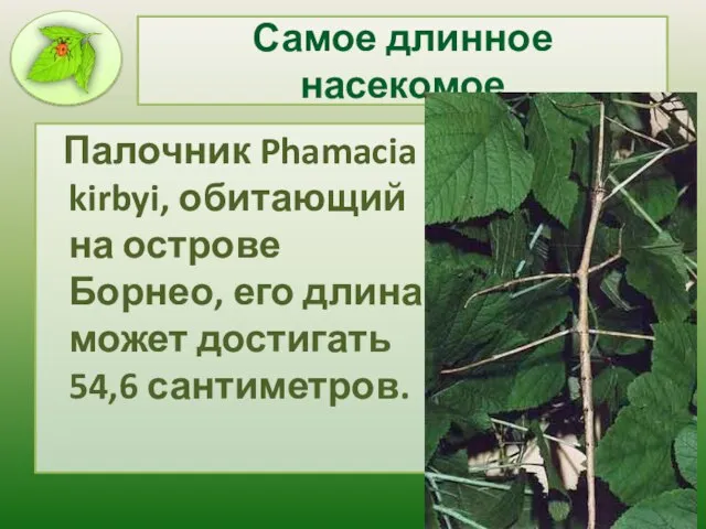 Самое длинное насекомое Палочник Phamacia kirbyi, обитающий на острове Борнео, его длина может достигать 54,6 сантиметров.