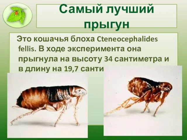 Самый лучший прыгун Это кошачья блоха Cteneocephalides fellis. В ходе эксперимента