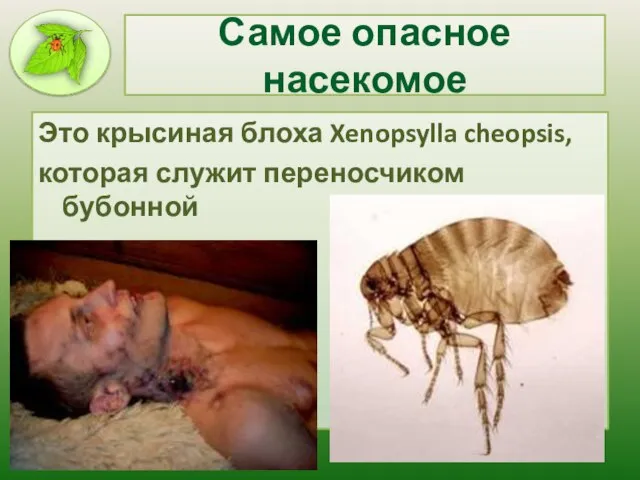 Самое опасное насекомое Это крысиная блоха Xenopsylla cheopsis, которая служит переносчиком бубонной чумы.