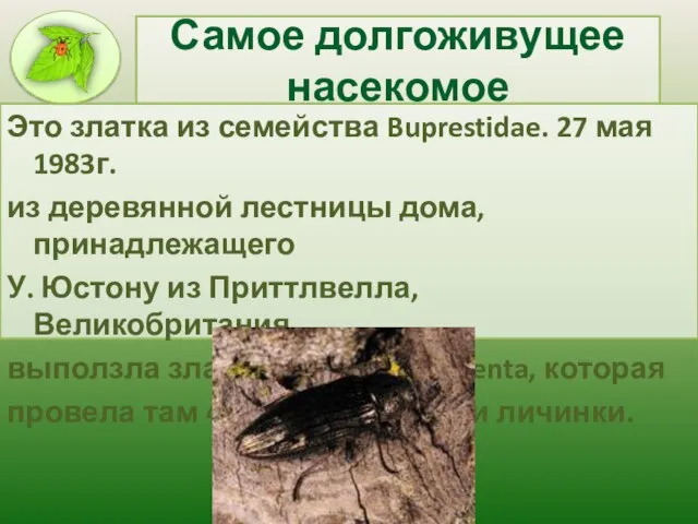 Самое долгоживущее насекомое Это златка из семейства Buprestidae. 27 мая 1983г.