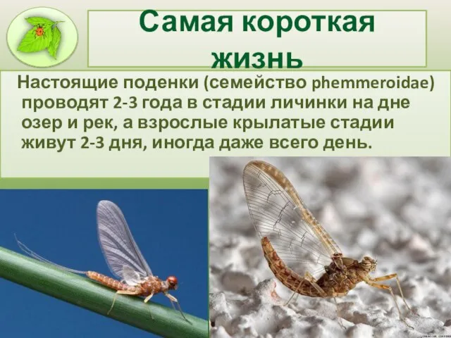 Самая короткая жизнь Настоящие поденки (семейство phemmeroidae) проводят 2-3 года в