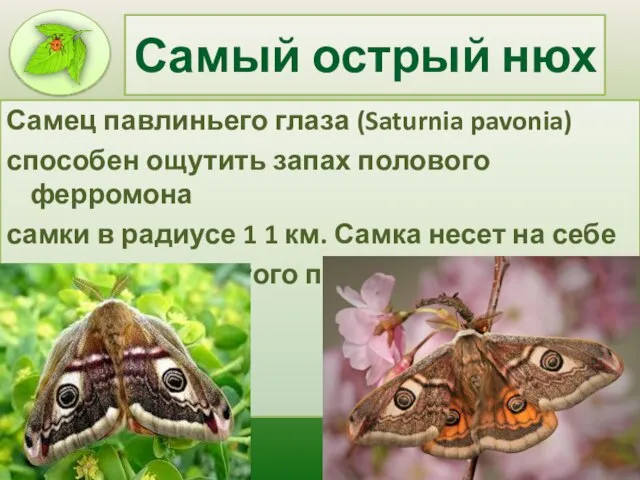 Самый острый нюх Самец павлиньего глаза (Saturnia pavonia) способен ощутить запах