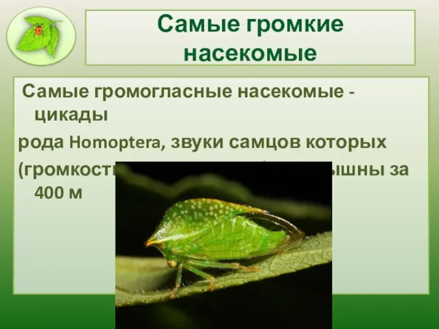 Самые громкие насекомые Самые громогласные насекомые - цикады рода Homoptera, звуки