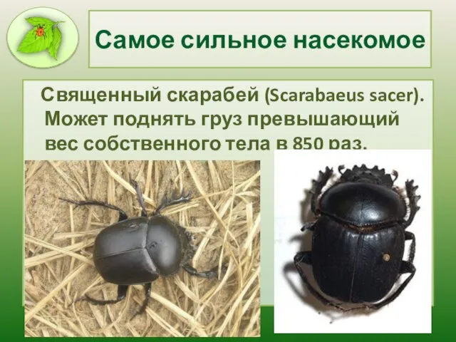 Самое сильное насекомое Священный скарабей (Scarabaeus sacer). Может поднять груз превышающий