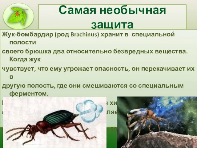 Самая необычная защита Жук-бомбардир (род Brachinus) хранит в специальной полости своего