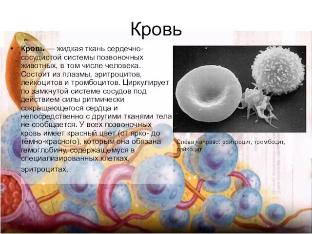 Кровь Кровь — жидкая ткань сердечно-сосудистой системы позвоночных животных, в том