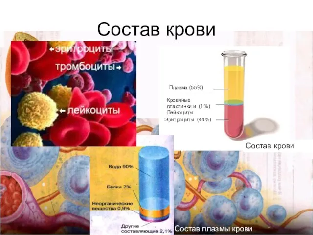 Состав крови Плазма (55%) Кровяные пластинки и (1%) Лейкоциты Эритроциты (44%) Состав крови Состав плазмы крови