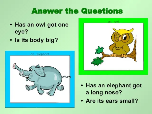 Has an owl got one eye? Is its body big? Has