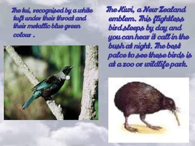 The tui, recognised by a white tuft under their throat and