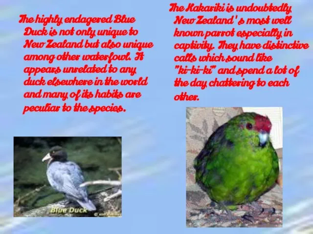 The Kakariki is undoubtedly New Zealand's most well known parrot especially