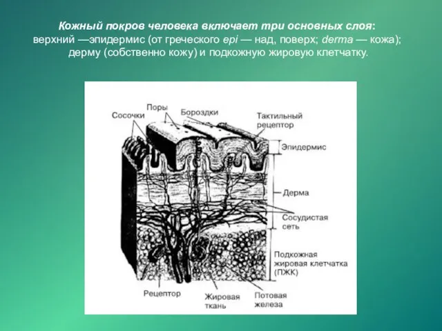 Кожный покров человека включает три основных слоя: верхний —эпидермис (от греческого