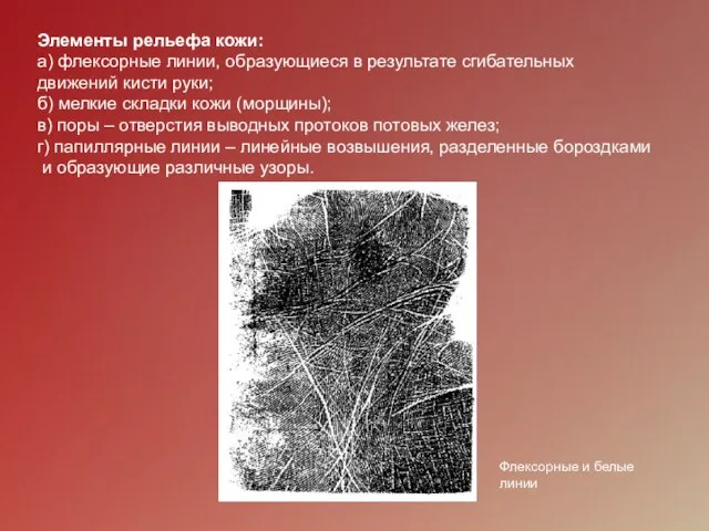 Элементы рельефа кожи: а) флексорные линии, образующиеся в результате сгибательных движений