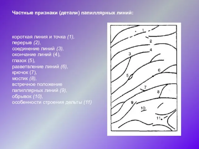 Частные признаки (детали) папиллярных линий: короткая линия и точка (1), перерыв