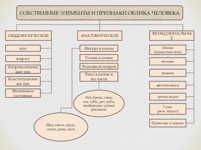 СОБСТВЕННЫЕ ЭЛЕМЕНТЫ И ПРИЗНАКИ ОБЛИКА ЧЕЛОВЕКА ОБЩЕФИЗИЧЕСКИЕ АНАТОМИЧЕСКИЕ ФУНКЦИОНАЛЬНЫЕ пол возраст