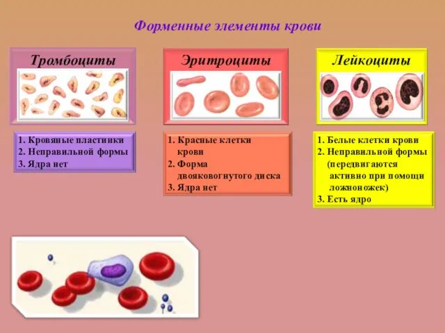 Форменные элементы крови