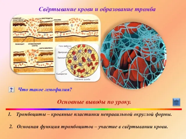 Свёртывание крови и образование тромба Что такое гемофилия? Основные выводы по