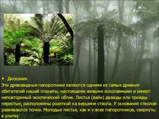 Дискония. Эти древовидные папоротники являются одними из самых древних обитателей нашей