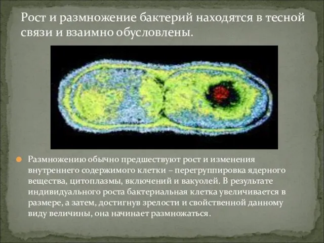 Размножению обычно предшествуют рост и изменения внутреннего содержимого клетки – перегруппировка