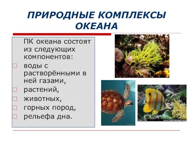 ПРИРОДНЫЕ КОМПЛЕКСЫ ОКЕАНА ПК океана состоят из следующих компонентов: воды с