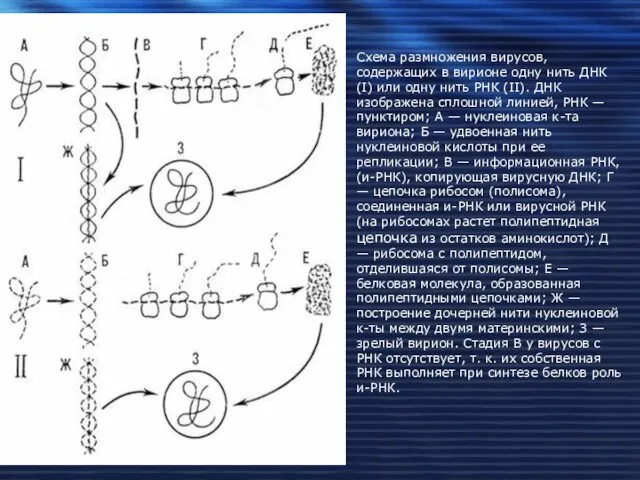 Схема размножения вирусов, содержащих в вирионе одну нить ДНК (I) или