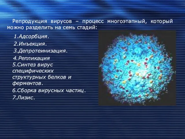 Репродукция вирусов – процесс многоэтапный, который можно разделить на семь стадий: